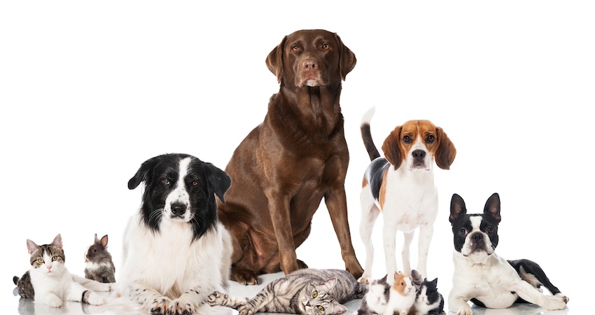 Trends in pet boarding